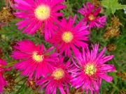 ファイル 1483-1.jpg