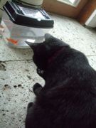 ファイル 1485-1.jpg