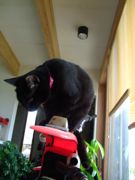 ファイル 1486-1.jpg