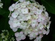 ファイル 1487-1.jpg