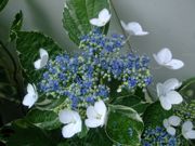 ファイル 1490-1.jpg