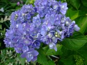 ファイル 1491-1.jpg