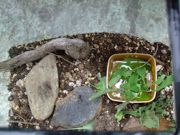 ファイル 1492-1.jpg