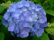 ファイル 1494-1.jpg