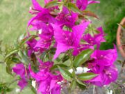 ファイル 1496-1.jpg