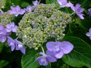 ファイル 1497-1.jpg