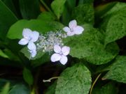 ファイル 1500-1.jpg