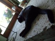 ファイル 1503-1.jpg