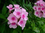 ファイル 1504-1.jpg