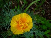 ファイル 1505-1.jpg