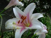 ファイル 1507-1.jpg