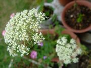 ファイル 1508-1.jpg