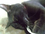 ファイル 1510-2.jpg