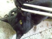 ファイル 1510-3.jpg