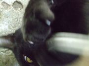 ファイル 1510-4.jpg