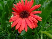 ファイル 1511-1.jpg