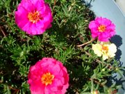 ファイル 1512-1.jpg