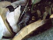 ファイル 1513-1.jpg