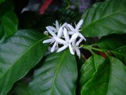 ファイル 1515-1.jpg