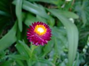 ファイル 1520-1.jpg