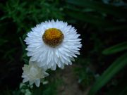 ファイル 1520-2.jpg