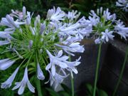 ファイル 1521-1.jpg