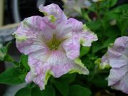 ファイル 1522-1.jpg