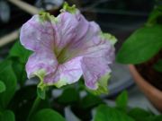 ファイル 1522-2.jpg