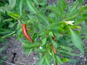 ファイル 1524-1.jpg