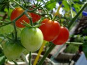 ファイル 1527-1.jpg