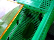 ファイル 1528-1.jpg