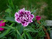 ファイル 1536-1.jpg