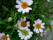 ファイル 1537-1.jpg