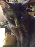 ファイル 1539-1.jpg