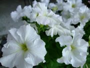 ファイル 1540-1.jpg