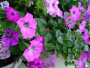 ファイル 1540-2.jpg