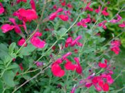 ファイル 1542-1.jpg