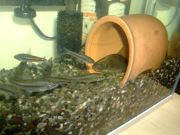 ファイル 1550-1.jpg