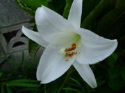 ファイル 1555-1.jpg