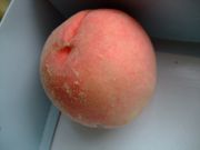 ファイル 1560-1.jpg