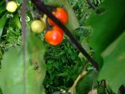 ファイル 1564-1.jpg