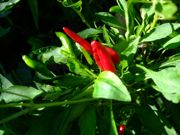 ファイル 1570-1.jpg