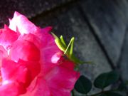 ファイル 1577-1.jpg