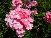 ファイル 1578-1.jpg