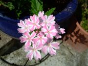 ファイル 1578-2.jpg