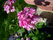 ファイル 1578-3.jpg