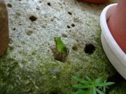 ファイル 1579-1.jpg