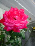 ファイル 1580-1.jpg