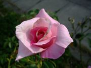 ファイル 1580-2.jpg