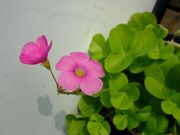 ファイル 1583-1.jpg